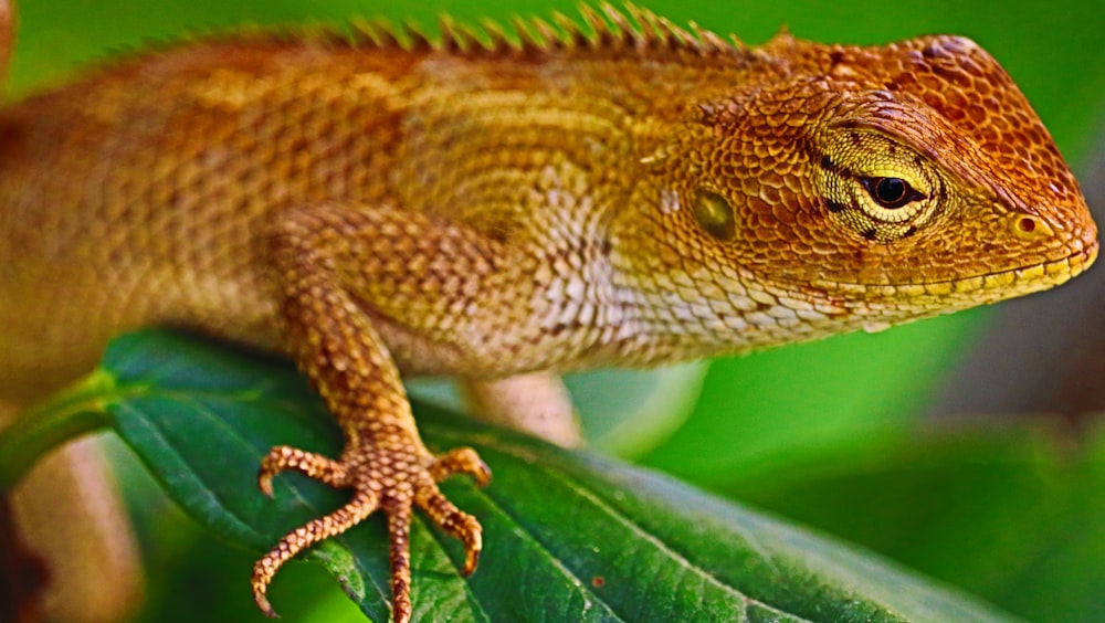 brown and white bearded dragon on green leaf