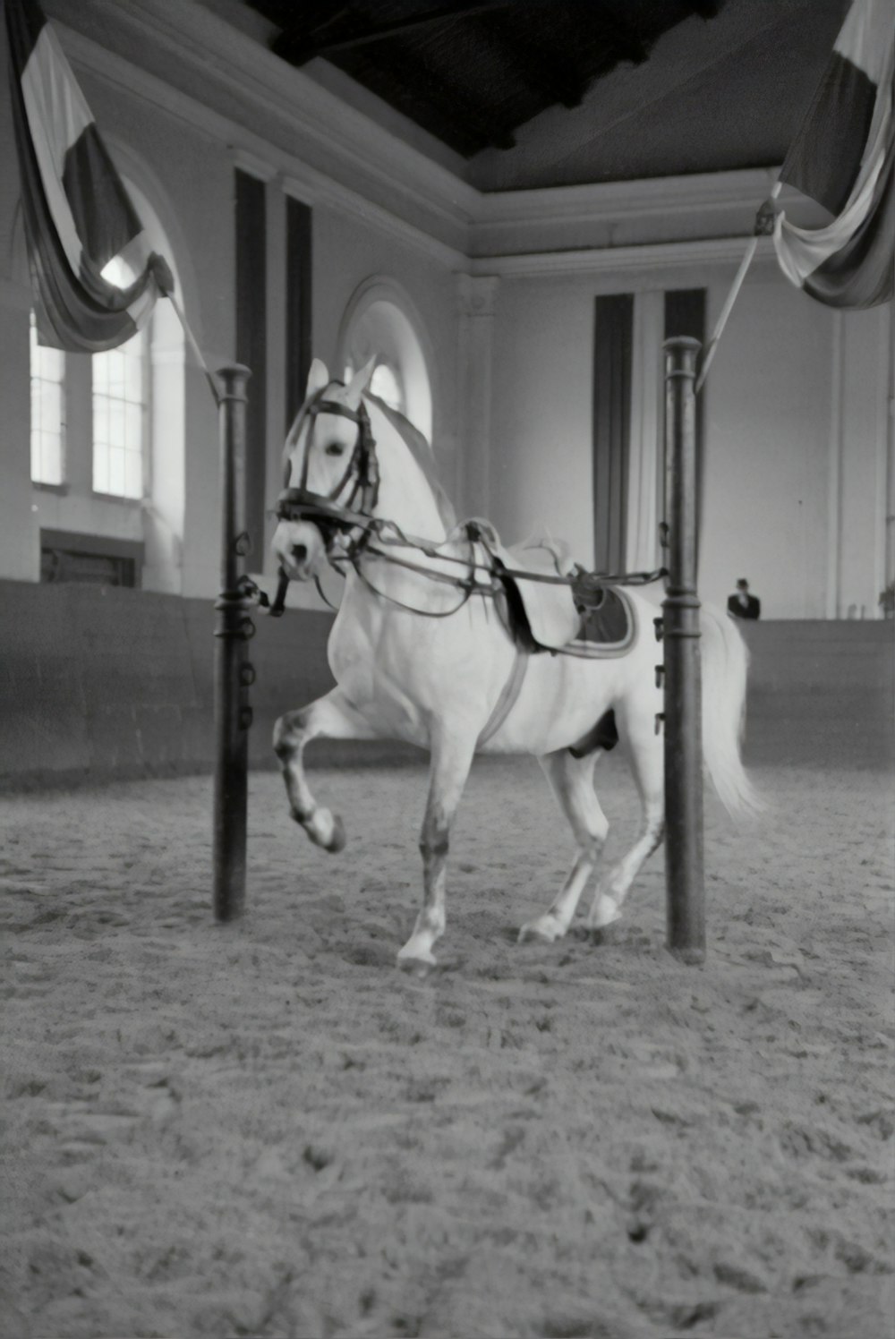 grayscale photo of horse in a building