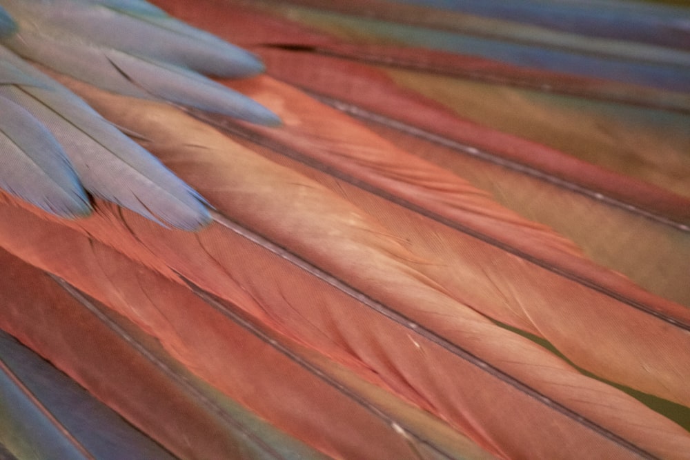 brown and blue feather on water