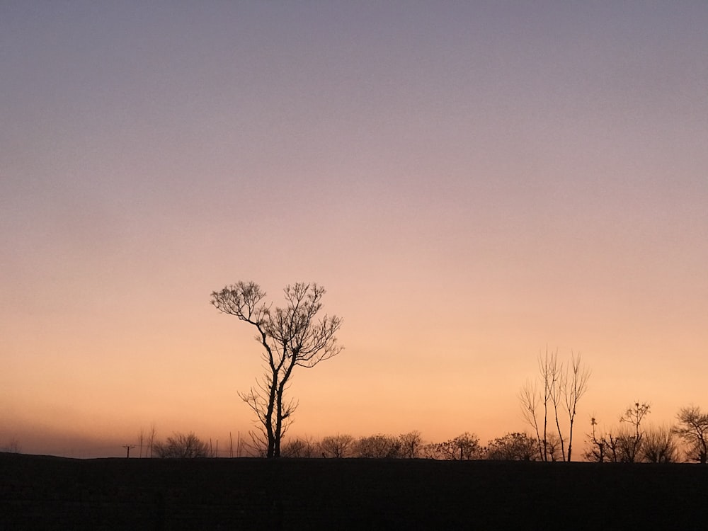 leafless tree on grass field during sunset