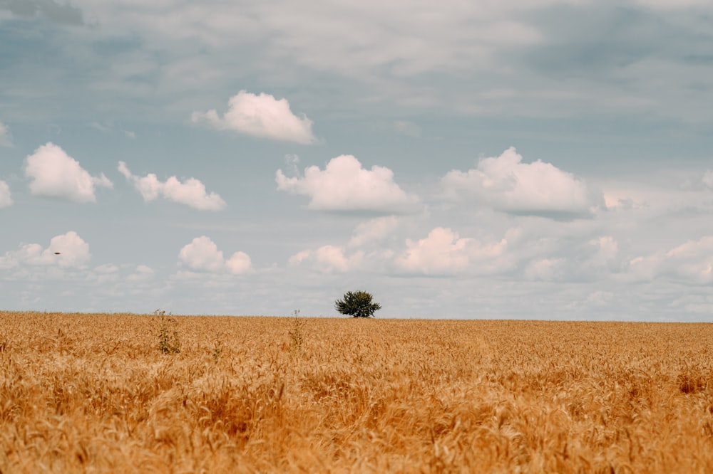 brown grass field under white clouds and blue sky during daytime