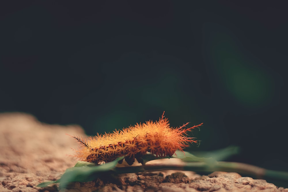 brown and red caterpillar on brown rock