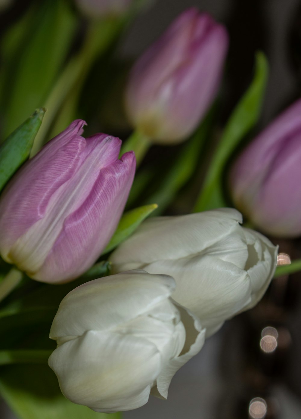 white and purple flower buds