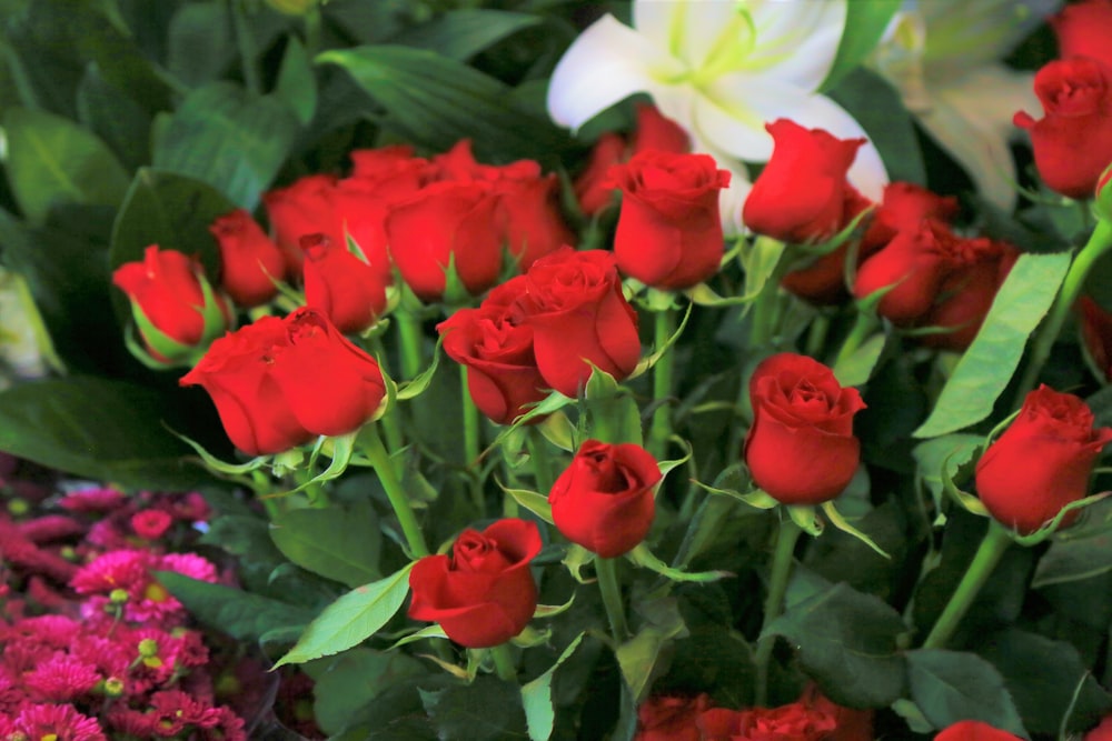 flores rojas y blancas con hojas verdes