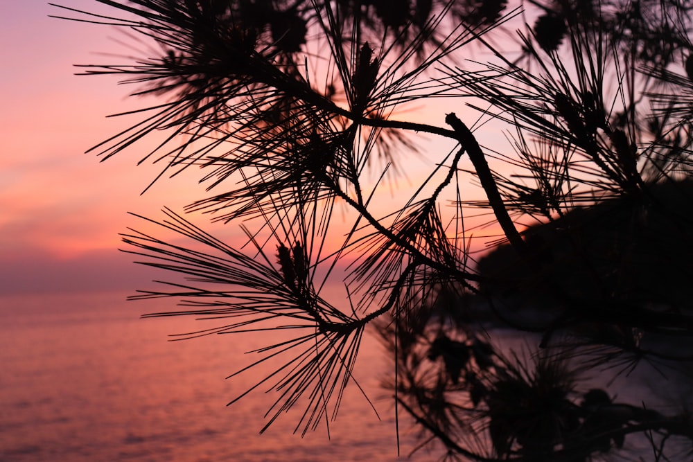 silhouette of plant during sunset