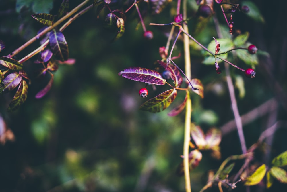 red leaf plant in close up photography