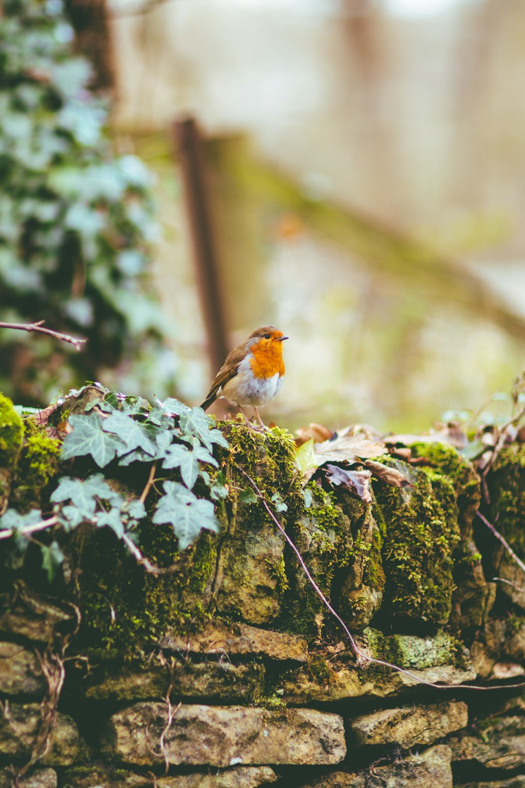  brown and white bird on tree branch during daytime robin