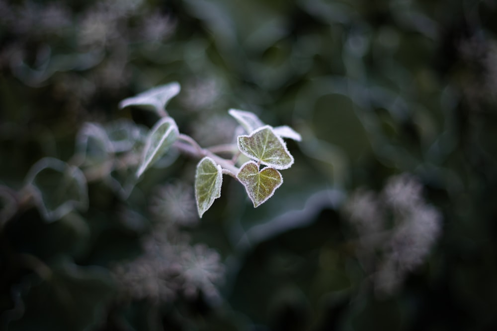 green leaf plant in close up photography