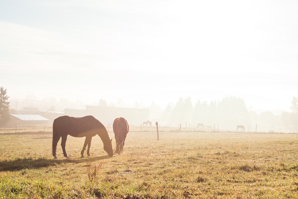 a couple of horses standing on top of a grass covered field