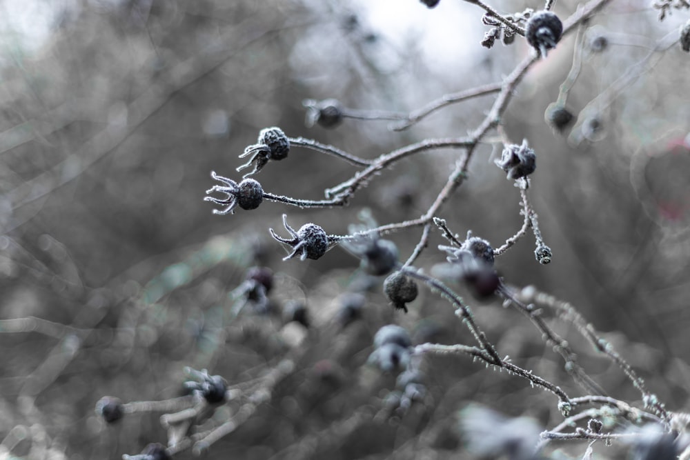 red and black round fruits