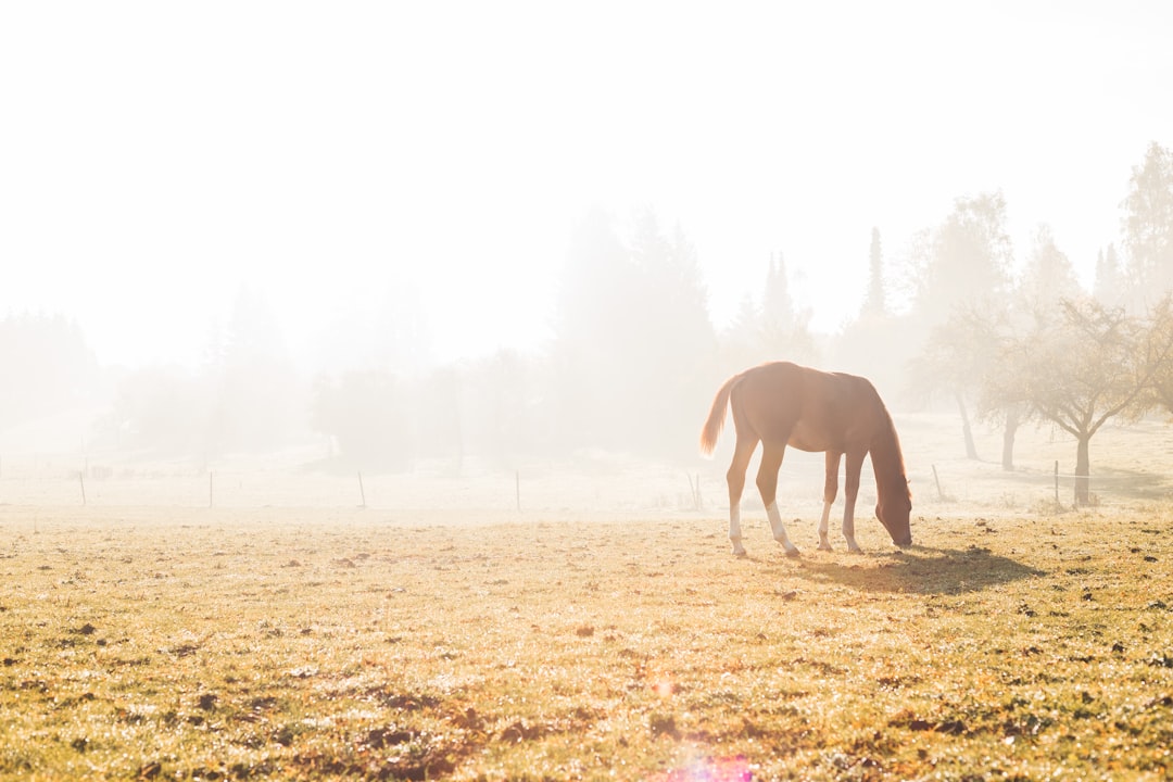 white horse on brown grass field during daytime