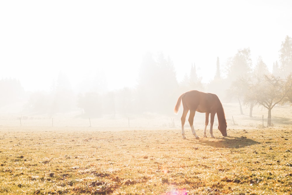 white horse on brown grass field during daytime