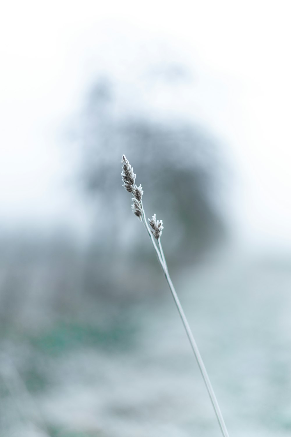 white flower in tilt shift lens