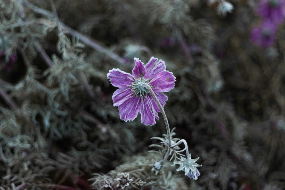 purple flower in tilt shift lens