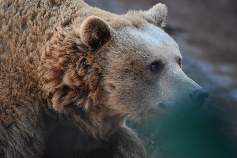 brown bear in water during daytime