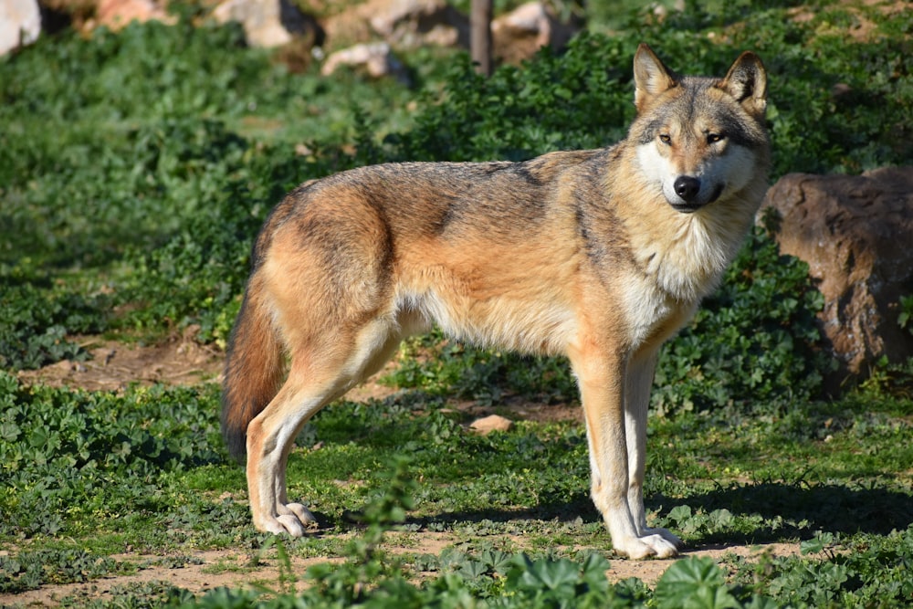 Brauner Wolf tagsüber auf grünem Gras