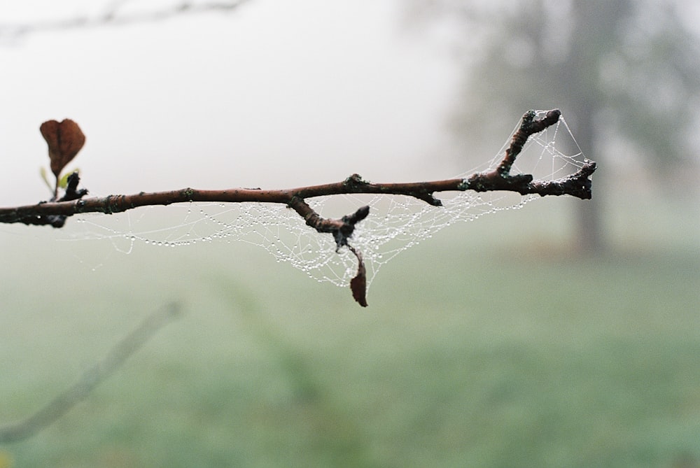 water dew on brown stem in close up photography