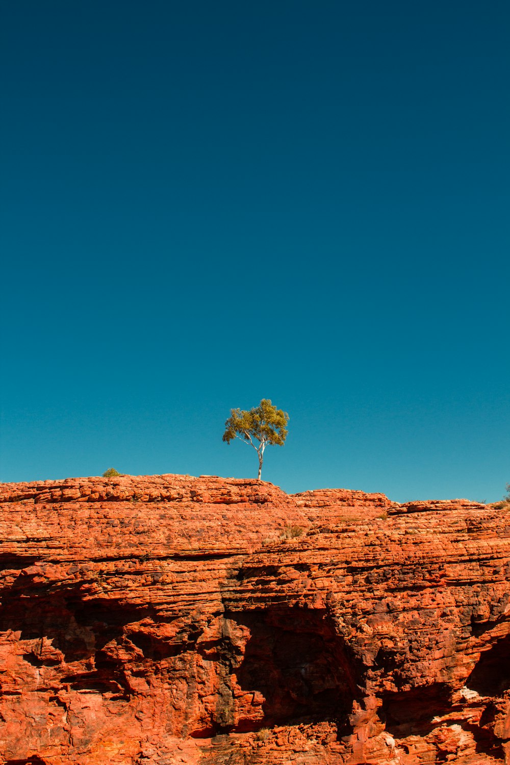 a lone tree on top of a rocky outcropping