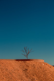 bare tree on brown sand under blue sky during daytime