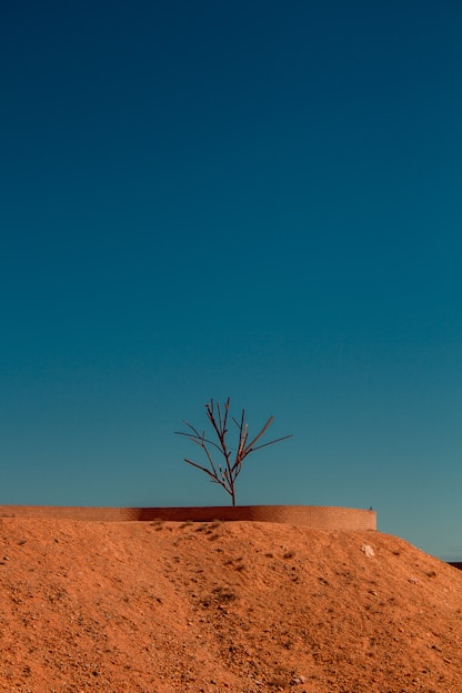 bare tree on brown sand under blue sky during daytime