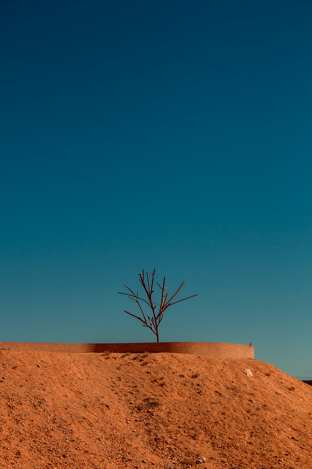 árbol desnudo en arena marrón bajo el cielo azul durante el día