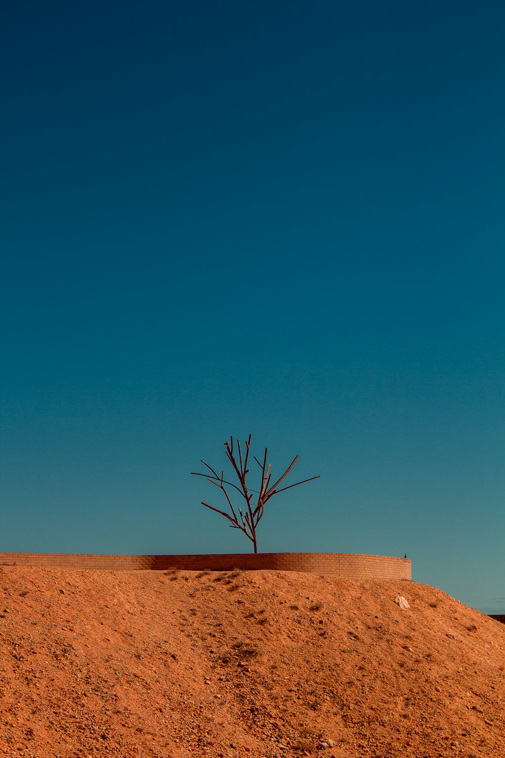 bare tree on brown sand under blue sky during daytime