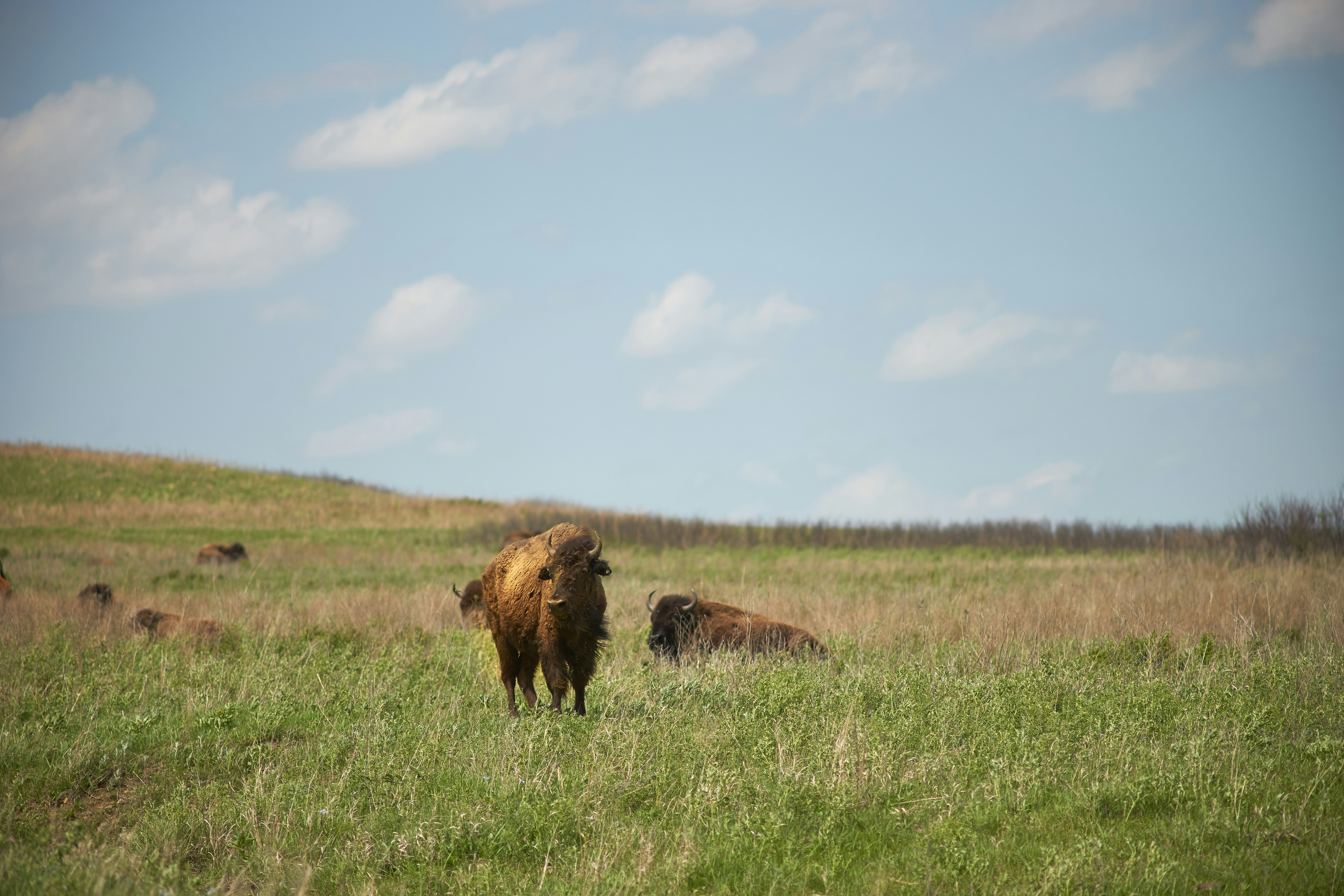 Photo by wolfgang_hasselmann