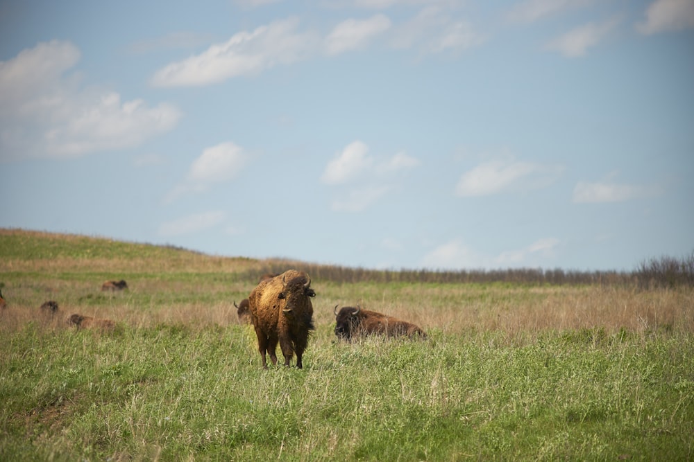 brown bison on green grass field under blue sky during daytime