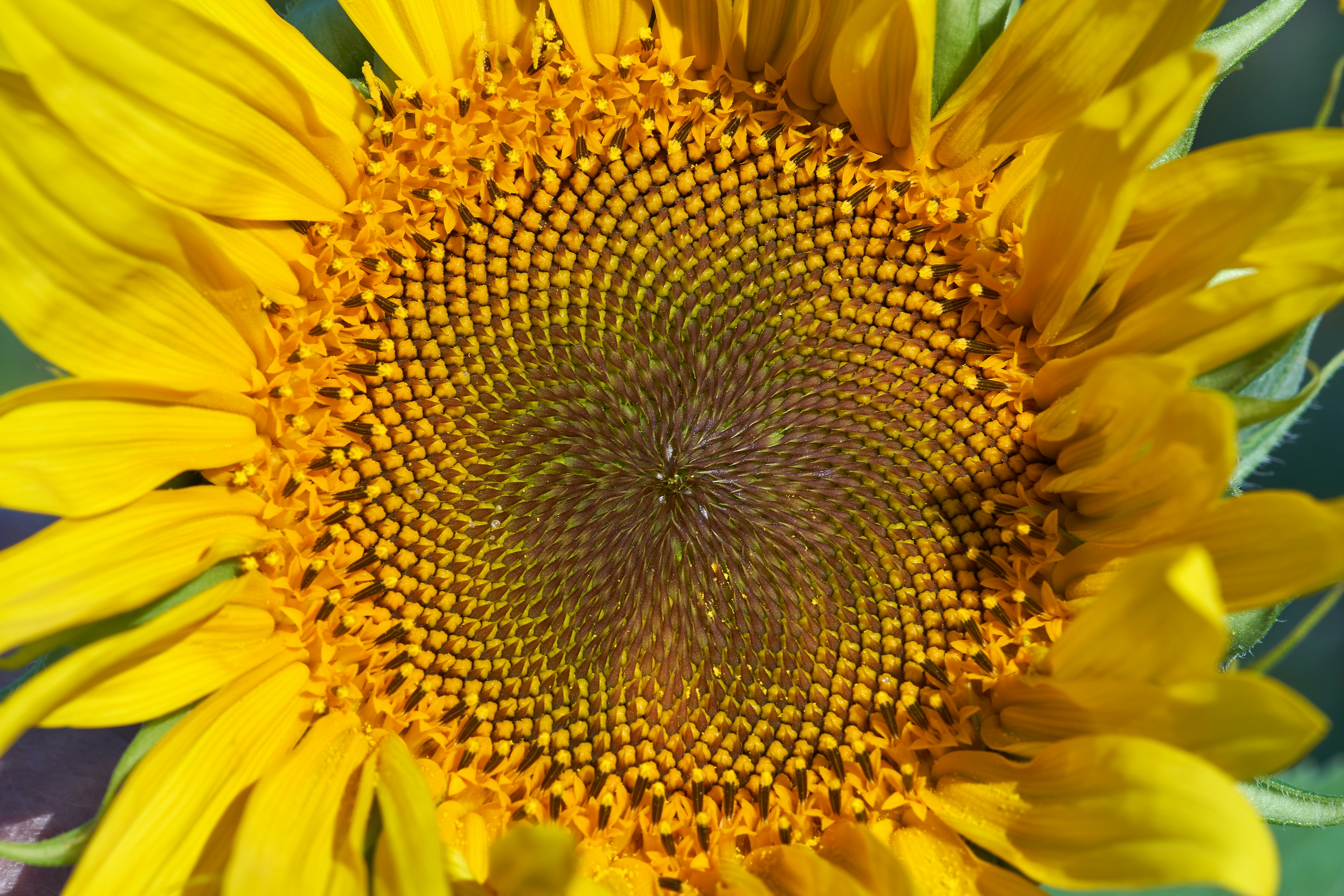 Photo by wolfgang_hasselmann