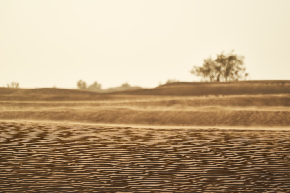 brown field under white sky during daytime