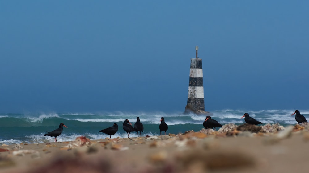 people on beach near lighthouse during daytime