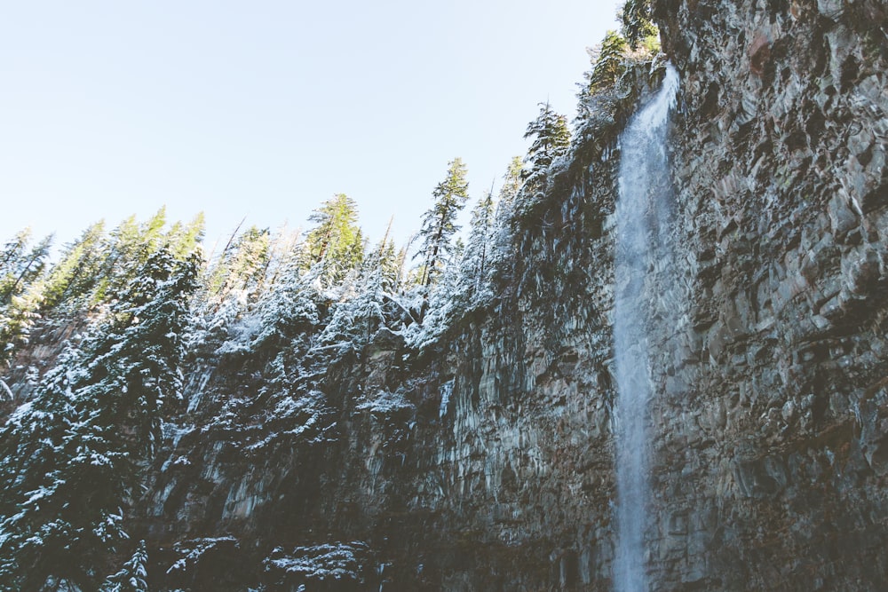 green trees near waterfalls during daytime