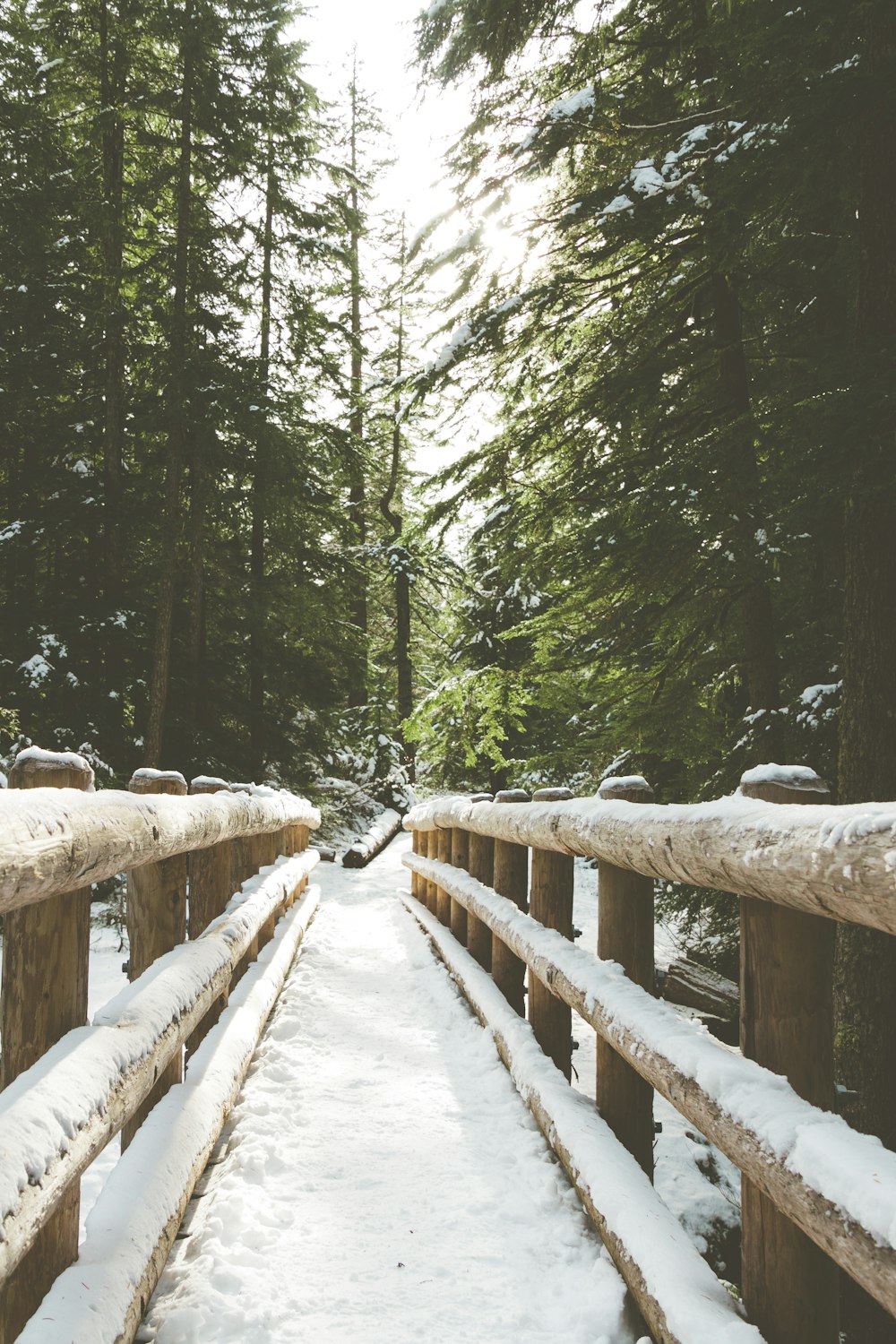 brown wooden bridge in forest during daytime