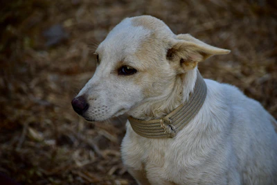 white short coated dog with yellow scarf