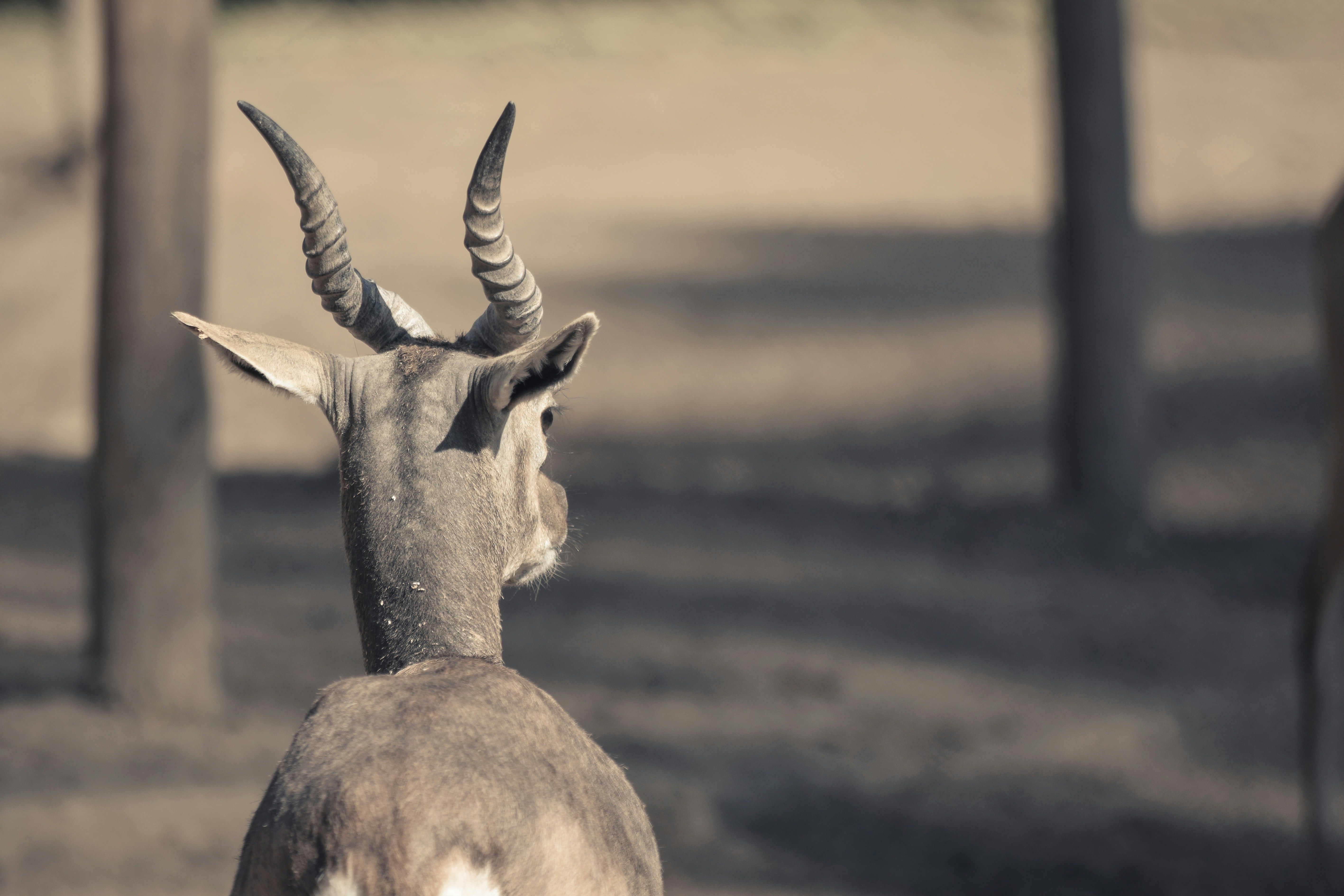 brown deer on brown field during daytime