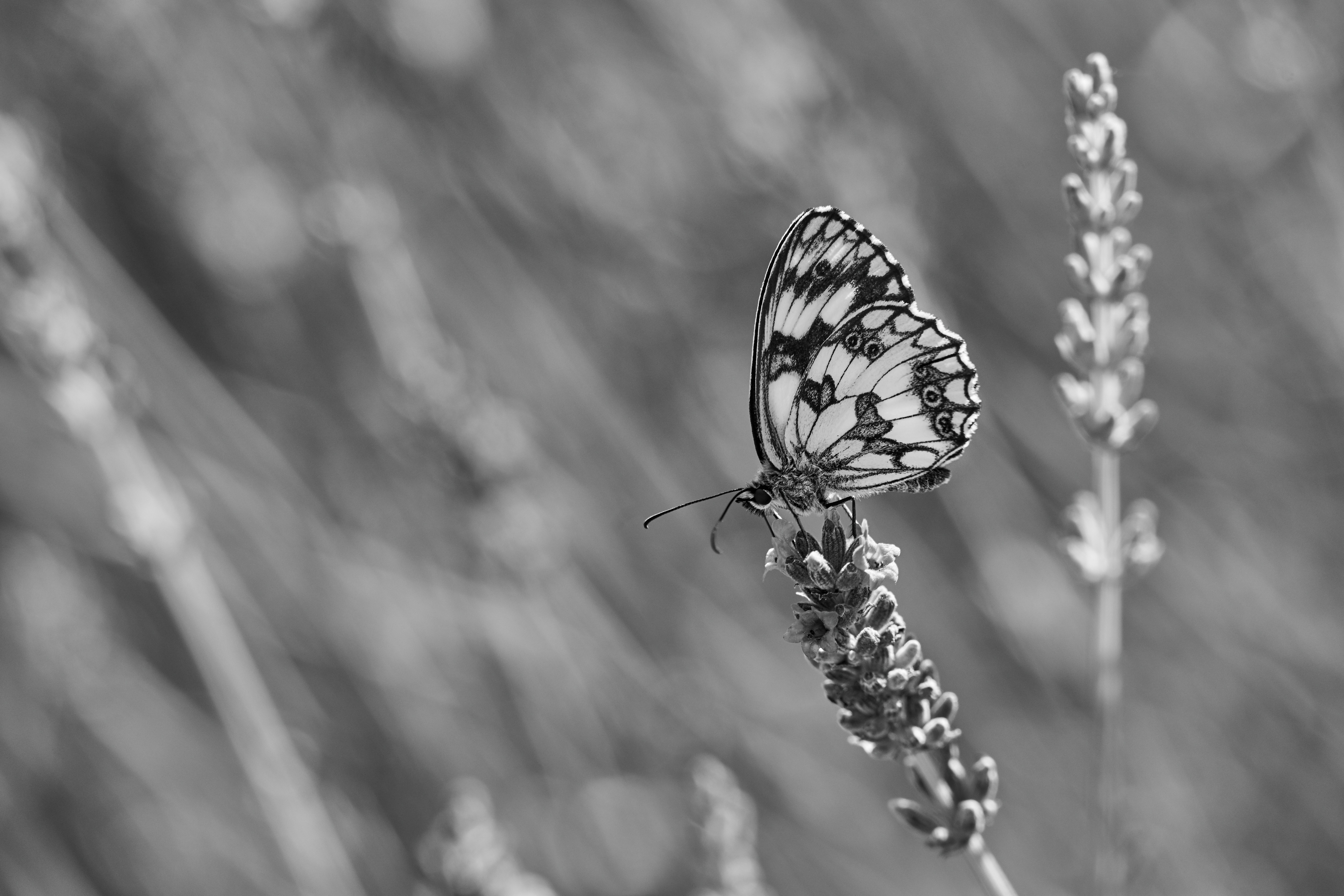 Black And White Butterfly Pictures Download Free Images On Unsplash