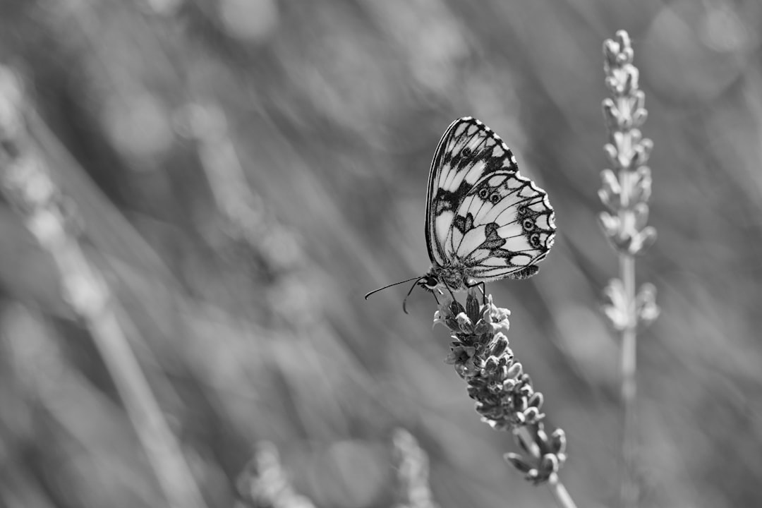 black and white butterfly on flower in grayscale photography
