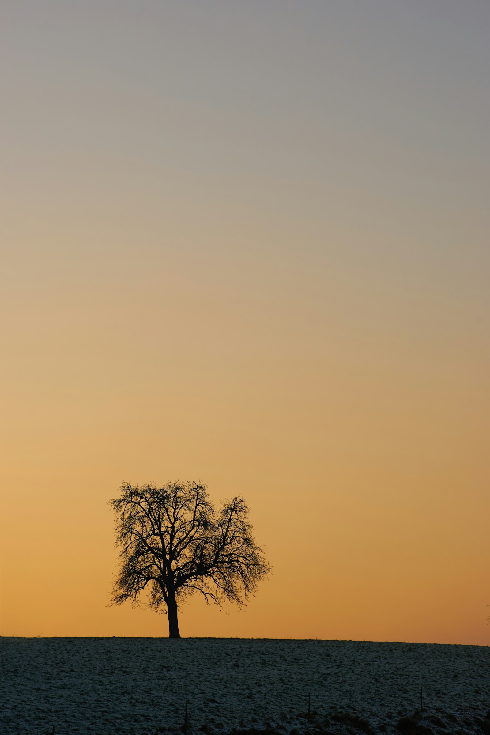 Sony 100mm F2.8 Macro sample photo. Silhouette of tree during photography