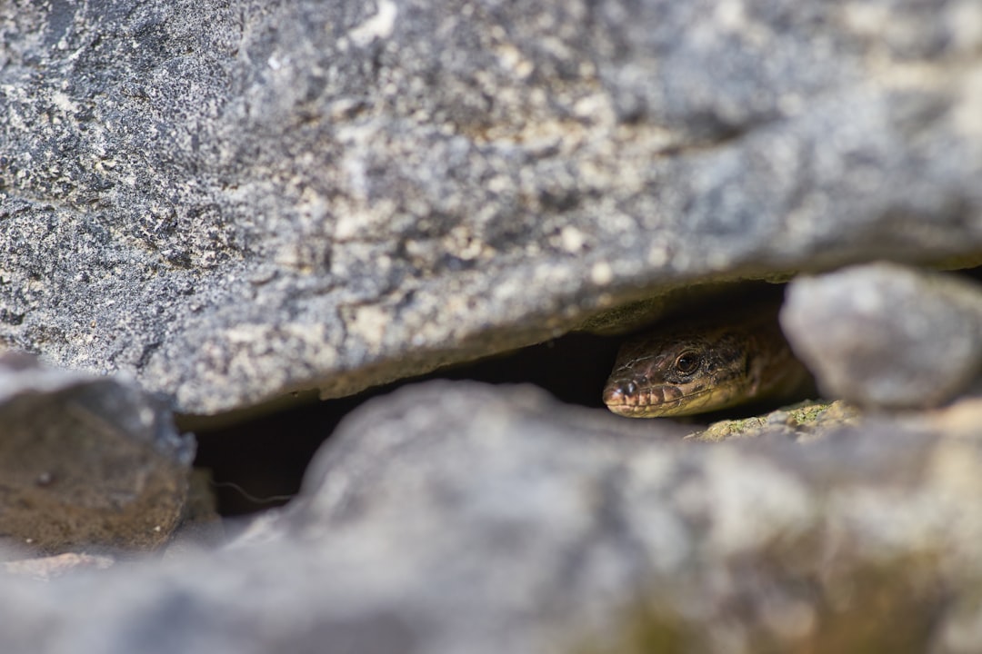 brown lizard on gray rock