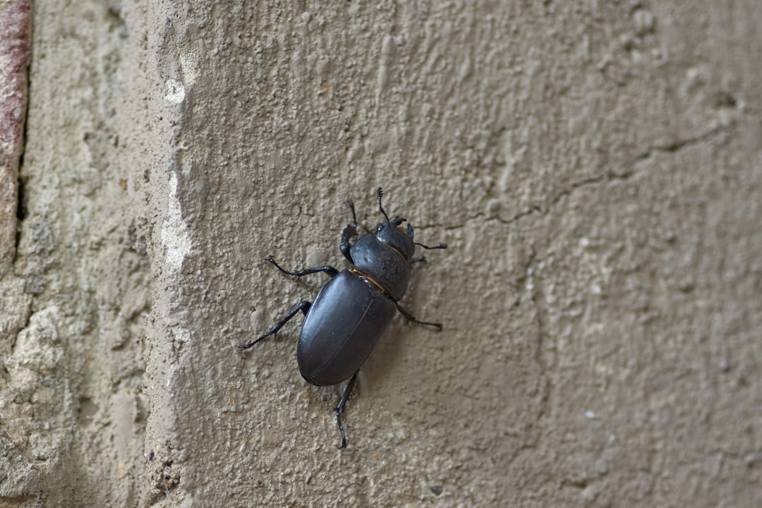 black beetle on brown wooden surface