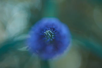blue flower in tilt shift lens