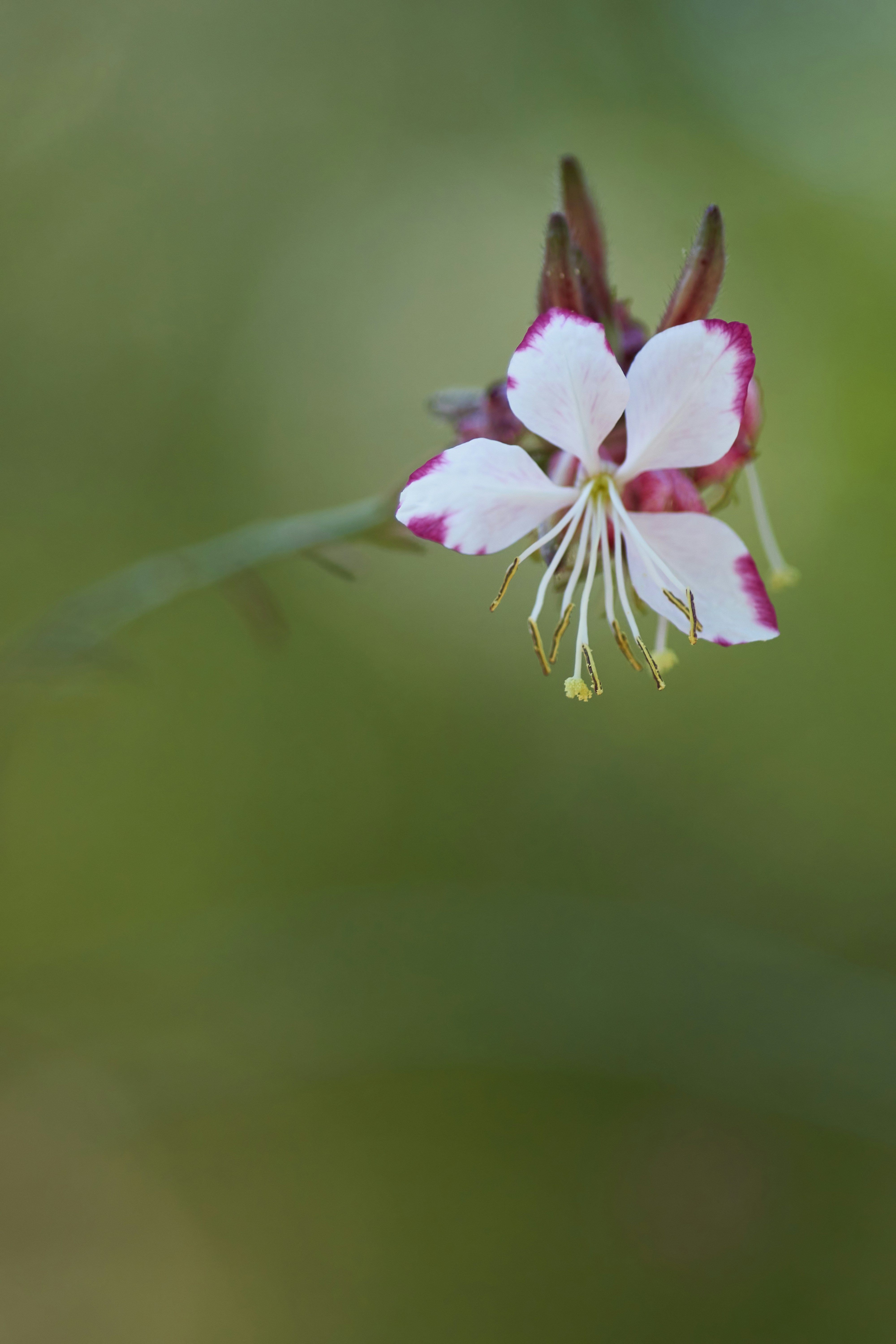 Photo by wolfgang_hasselmann