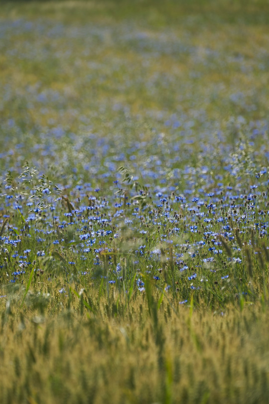 blue flower field during daytime