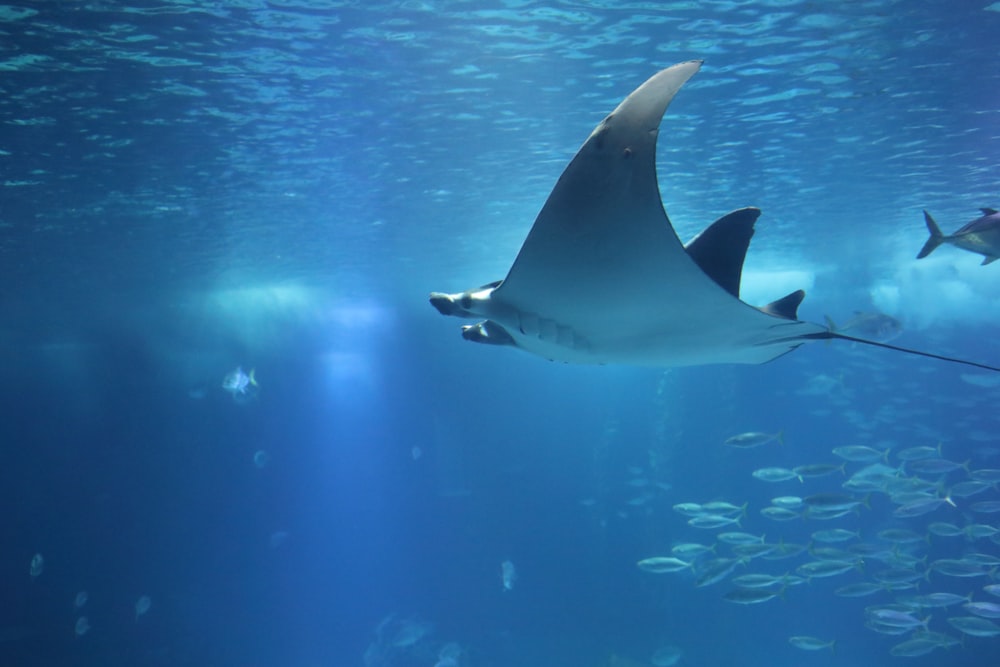 black and white whale under water