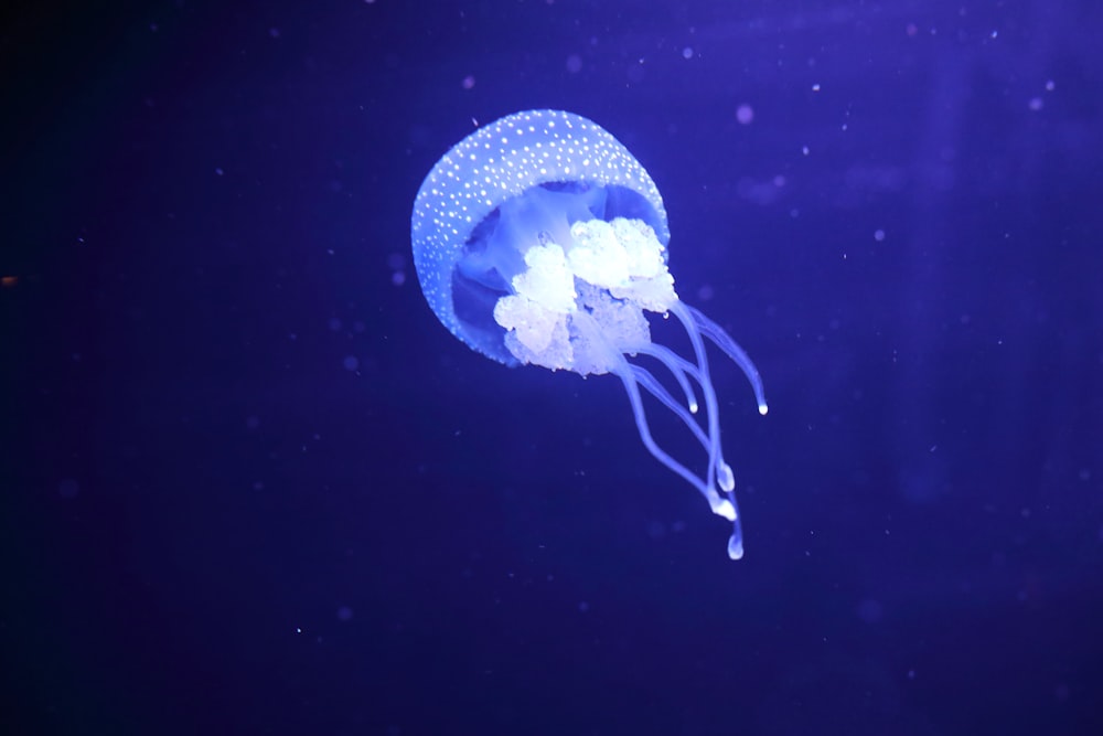 blue jellyfish in blue water