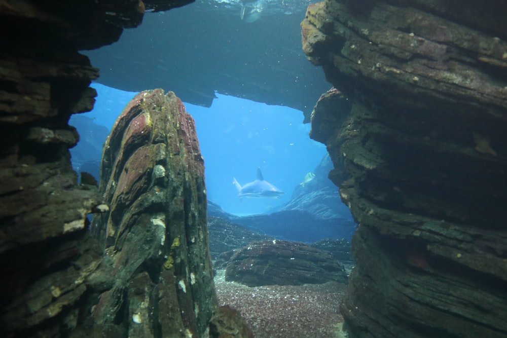 white and black fish on water