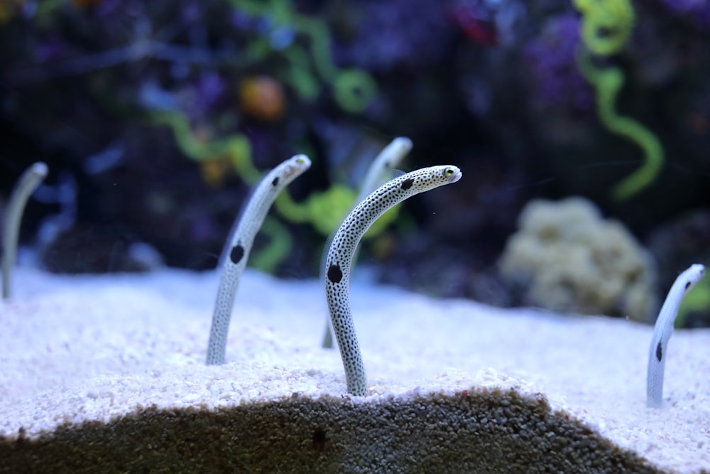 black and white snake on gray rock