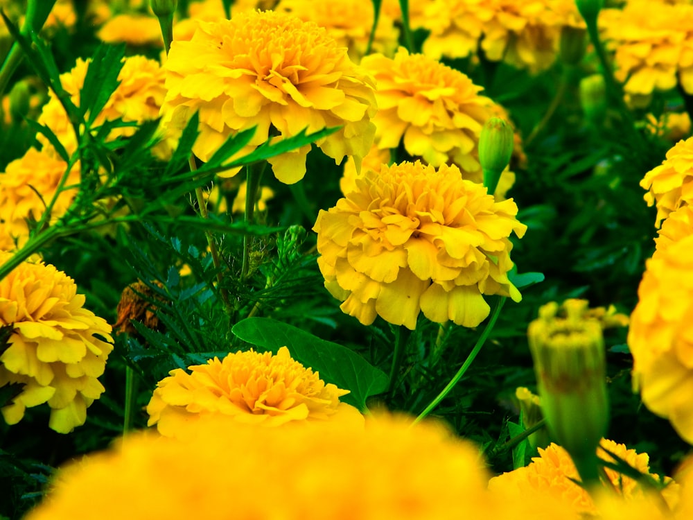 yellow flower with green leaves