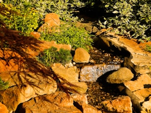 A serene rural garden with native plants and ornamental rocks under soft sunlight.