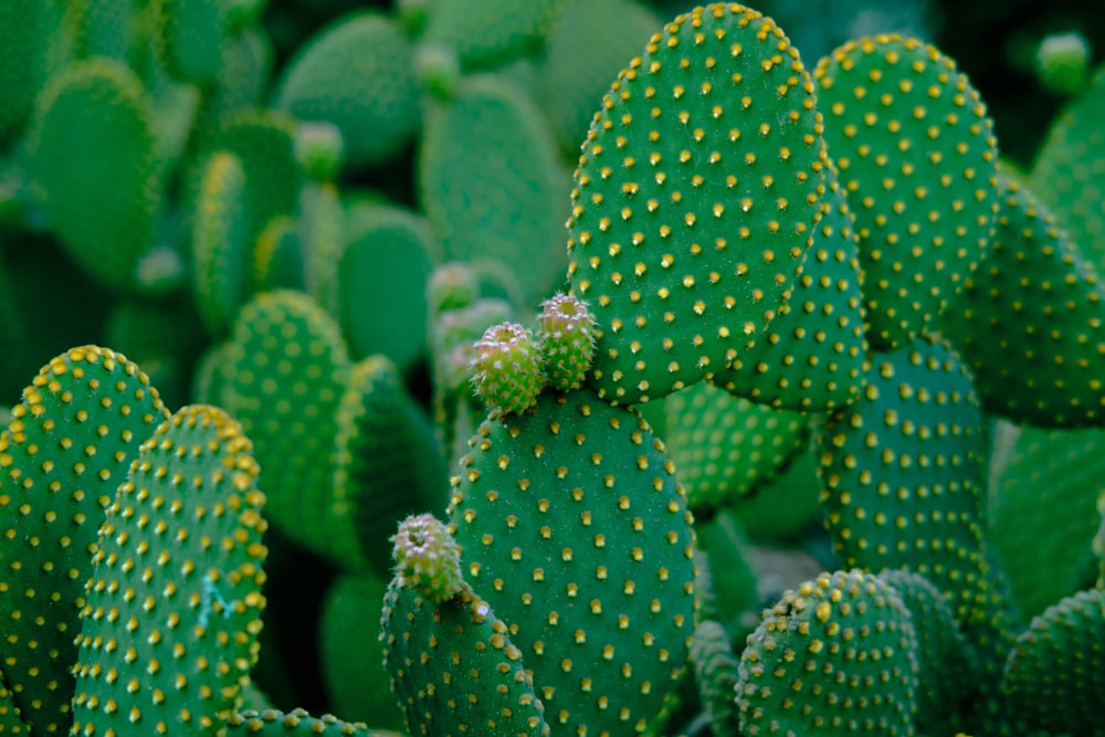 green cactus plant in close up photography